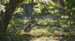 Oisillon trouvé au sol dans le jardin : ce réflexe indispensable avant d’agir qui peut lui sauver la vie