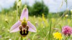 Orchidée abeille : si cette fleur imite un insecte dans votre jardin, vous risquez de détruire un trésor sans le savoir