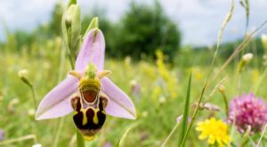 Orchidée abeille : si cette fleur imite un insecte dans votre jardin, vous risquez de détruire un trésor sans le savoir