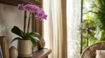 Orchidée en pleine canicule : ne la laissez plus au rebord de fenêtre, c’est cet endroit précis qui la sauve à 35 °C