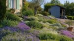 Pelouse grillée et corvée de tonte : ces 5 tapis végétaux que les jardiniers malins plantent à la place du gazon