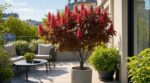 Petit jardin ou terrasse : ce marronnier miniature que les paysagistes adorent transforme tout sans assombrir