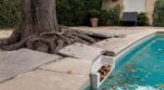 Piscine : ces arbres que beaucoup plantent à côté du bassin et qui provoquent des dégâts coûteux et invisibles