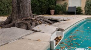 Piscine : ces arbres que beaucoup plantent à côté du bassin et qui provoquent des dégâts coûteux et invisibles