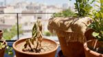 Plantes grillées en août : cette erreur avec les pots en terre cuite ruine vos racines sans que vous le voyiez