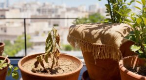 Plantes grillées en août : cette erreur avec les pots en terre cuite ruine vos racines sans que vous le voyiez
