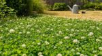 Plus personne ne replante du gazon : ce couvre-sol presque sans eau supporte la canicule et envahit les jardins