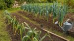 Poireaux d’hiver mous en trois semaines : cette habitude de fin août que tous les jardiniers paient très cher