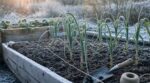 Poireaux d’hiver rachitiques : cette erreur d’été que font tous les jardiniers à la rentrée ruine la récolte