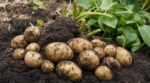 Pommes de terre : cette habitude avec les fanes abîme la peau et fait pourrir votre récolte tout l’hiver