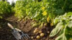 Pommes de terre nouvelles : ce triple repère méconnu pour les arracher au bon moment sans ruiner la récolte