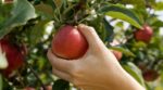 Pommes du jardin : ce geste que tout le monde fait pour tester si elles sont mûres ruine vos récoltes futures