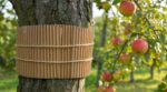 Pommier : ce geste sur le tronc qu’utilisaient toujours les anciens en août stoppe net le ver de la pomme