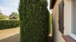 Pompiers en colère : cet arbre de haie collé à votre maison peut la faire flamber en quelques minutes