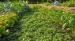 Potager : arrêtez d’arracher cette « mauvaise herbe », elle peut vous éviter des heures d’arrosage cet été