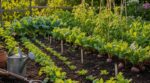 Potager : ces 4 légumes à semer en août que les maraîchers gardent pour eux et qui font tout exploser à la rentrée