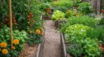 Potager : ces associations de plantes validées par la science dopent vos récoltes jusqu&rsquo;à 14 % sans plus de traitements