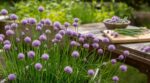 Potager : ces petites fleurs aromatiques que tout le monde jette… et tout ce que vous perdez au jardin comme en cuisine