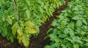 Potager : cette erreur avec tomates et pommes de terre ruine votre récolte en quelques jours