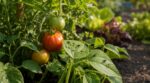 Potager : cette petite mouche noire que tout le monde tue, mais que les vieux maraîchers laissent travailler tout l’été