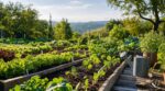 Potager en août : ces 7 légumes à semer vite pour avoir des récoltes dès l’automne au lieu d’un jardin vide
