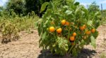 Potager en canicule : cette fausse tomate orange venue d&rsquo;Afrique produit encore quand vos vrais pieds lâchent