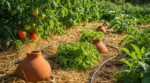 Potager en vacances : ces 3 réglages d’arrosage évitent la catastrophe même en canicule et restrictions d’eau
