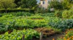 Potager fin août : si vous laissez la terre nue, vous perdez 6 mois de récoltes, ces plantations changent tout