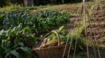 Potager : il vous reste 3 semaines pour semer ces 3 légumes oubliés et récolter quand vos voisins auront tout arraché