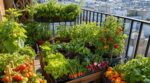 Potager minuscule ou balcon : ces 8 mini-légumes à semer d&rsquo;urgence pour des récoltes XXL tout l&rsquo;été