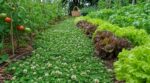 Potager : ne perdez plus vos week-ends à désherber, cette plante tapissante fait tout le travail pour vous
