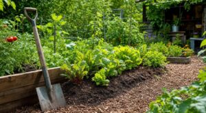 Potager : si vous bêchez encore votre terre, vous abîmez votre sol et ratez ce secret des anciens