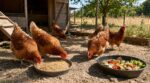 Poulailler en été : cette consigne oubliée des anciens à laisser au voisin, sous peine de poules malades au retour