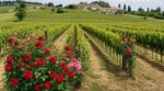 Pourquoi les vignerons finissent chaque rang avec cet arbuste, et pourquoi votre potager en a besoin pour survivre