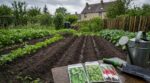 Prochaine semaine de pluie : la seule chance de semer ces 3 légumes d’automne avant qu’il ne soit trop tard