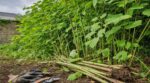 Renouée du Japon, persicaires : cette mauvaise habitude au jardin les propage partout au lieu de les éliminer