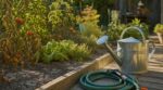 Retour de vacances : ce geste simple conseillé par les jardiniers sauve votre potager desséché