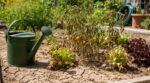 Retour de vacances : ce réflexe avec votre potager desséché l’achève pour de bon (et quoi faire à la place)