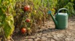 Retour de vacances : ce réflexe que tout le monde a avec son potager desséché ruine vos récoltes