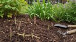 Rhizomes envahissants : arrêtez de les arracher, ce plan en 3 gestes doux les épuise sans abîmer le sol