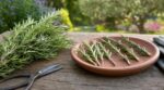 Romarin : cette mauvaise habitude en cuisine condamne vos boutures, les anciens faisaient ce geste sans eau à la place