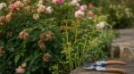 Roses fanées : ce geste de taille que les jardiniers négligent et qui relance vos rosiers en 3 semaines à peine