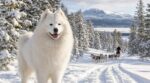 Samoyède : ce chien au sourire parfait affole Instagram, mais voici ce que personne ne vous dit avant l’adoption