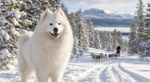 Samoyède : ce chien au sourire parfait affole Instagram, mais voici ce que personne ne vous dit avant l’adoption