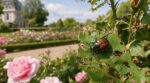 Scarabée japonais : ce que sa progression en France pourrait bientôt signifier pour vos rosiers et votre jardin
