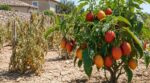 Sécheresse au potager : cet arbre fruitier détrône la tomate et personne ne songe à l’arroser tout l&rsquo;été