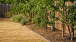 Sécheresse, pelouse grillée : cette façon de planter vos arbres fruitiers remplit les cageots sans toucher au robinet
