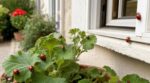 Si des coccinelles apparaissent chez vous d’un coup, ne les chassez pas : ce signal caché sur vos plantes et vos murs