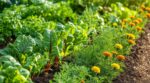 Si vous avez des pucerons au potager, ces fleurs au bout des rangs font arrêter les produits à tous les jardiniers