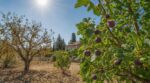 Si vous avez un pommier au jardin, ce fruitier du Sud risque de vite le remplacer après la prochaine canicule